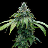 π Cafe Racer Seeds (100% off)